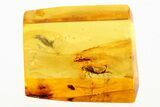 Detailed Fossil Leafhopper (Cicadellidae) In Baltic Amber #273302-1